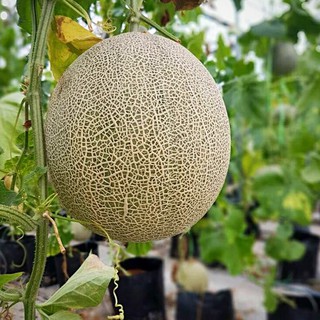 🔥NEW🔥 Baja Rock Melon AB Fertigasi Hydroponics Aeroponic Hydroponic ...