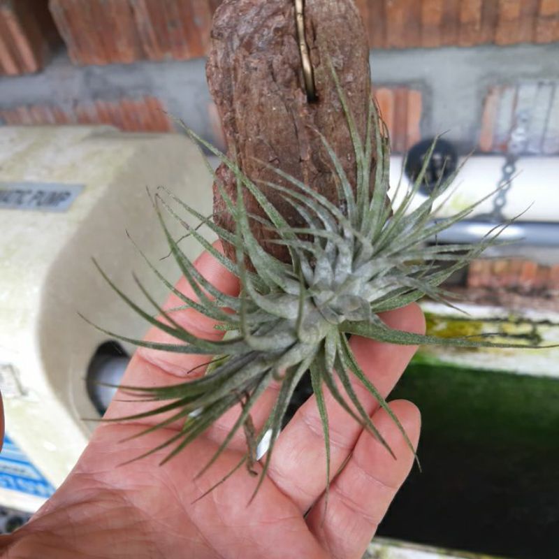 Tillandsia ionantha var. vanhyningii Jumbo