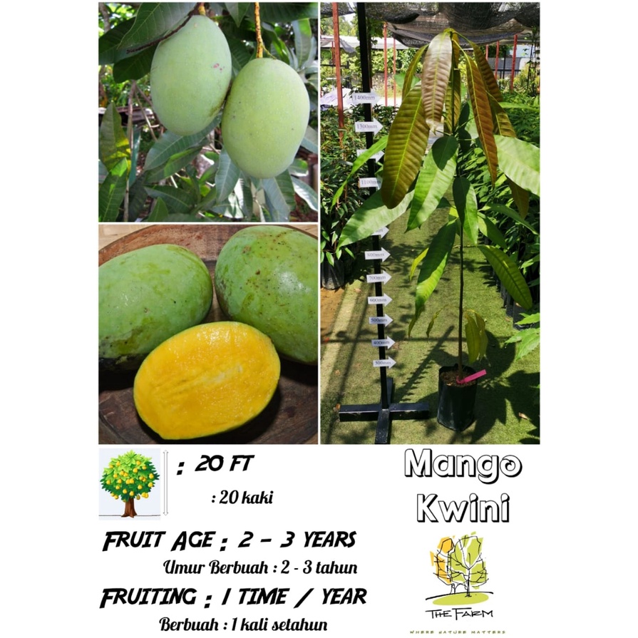 Live Plant Anak Pokok Mangga Kuini Mango Kwini Sapling 香花芒 6 7ft Shopee Malaysia