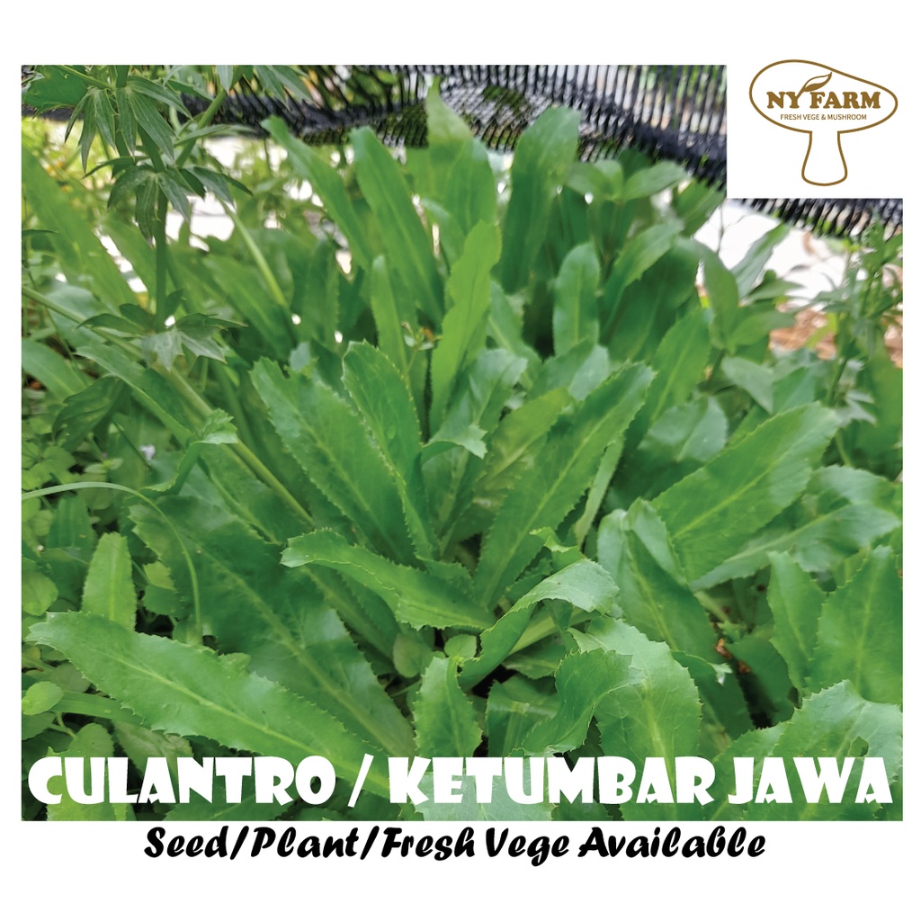 (FROM FARM) KETUMBAR JAWA/CULANTRO FRESH VEGETABLE (ORGANIC)