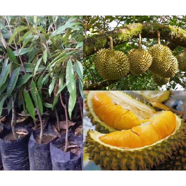 Pokok durian duri hitam