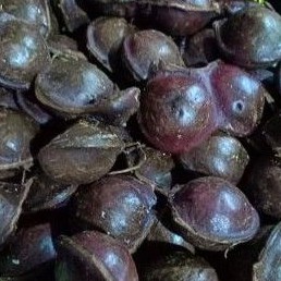 Buy Anak Pokok Jering Jengkol Seetracker Malaysia