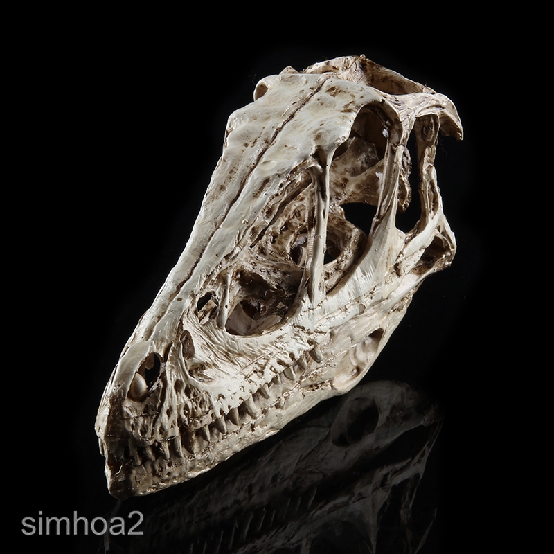 IPOTCH Réplica De Resina Retro Dinosaur Art Animal Skull Bone Model Bar Prop Wht 