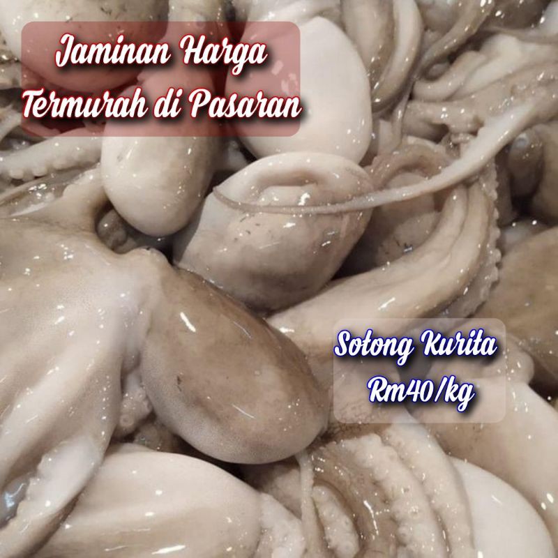 Sotong Kurita Octapus 1kilo Shopee Malaysia