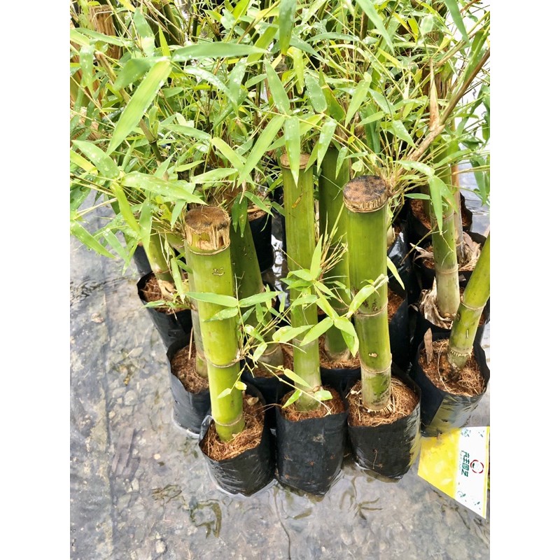 Pokok Buluh Madu Original 100% Bangkok Rebung Manis  Bamboo 