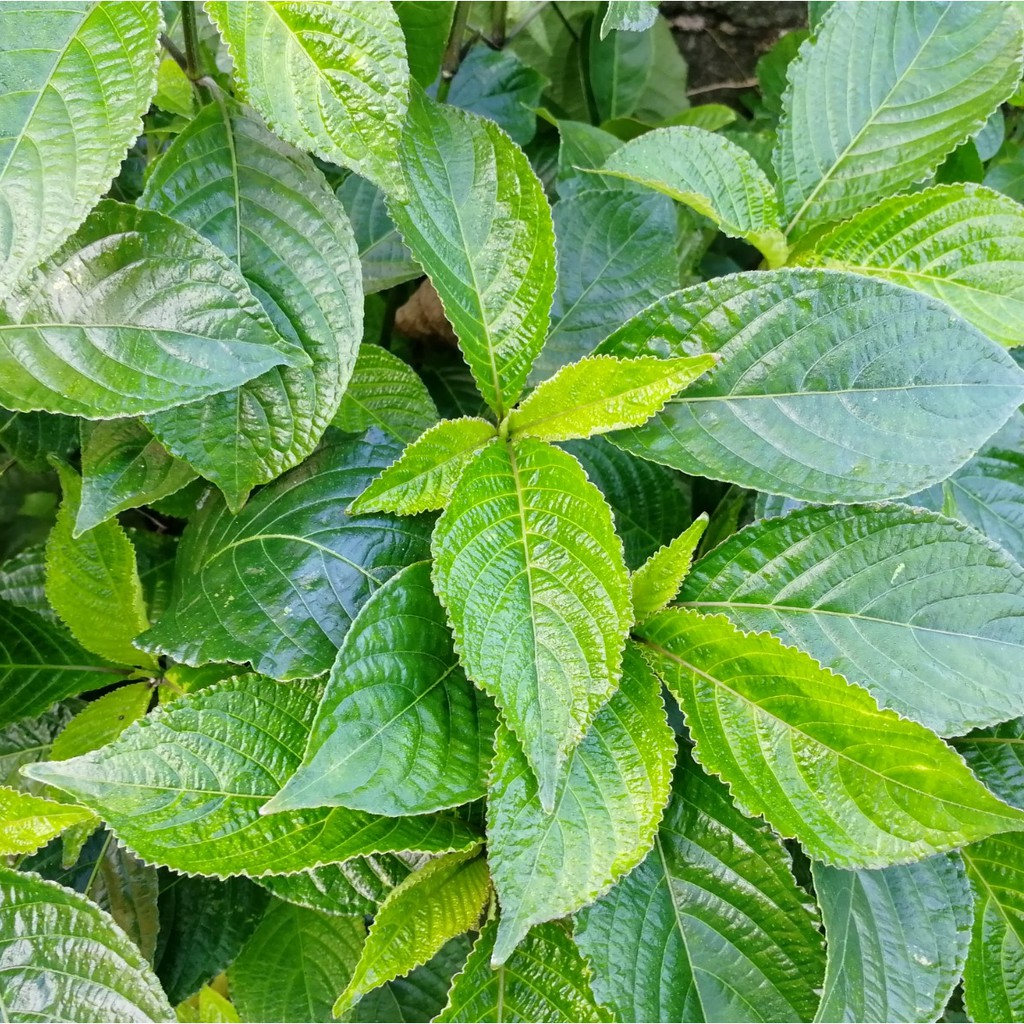 Real Plant Black Face General Anak Pokok Pecah Kaca Pokok Pecah Beling Strobilanthes Crispus 黑面将军