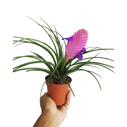 Outdoor Plant Tillandsia Wallisia Cyanea Pink Quill 紫花凤梨 Shopee Malaysia