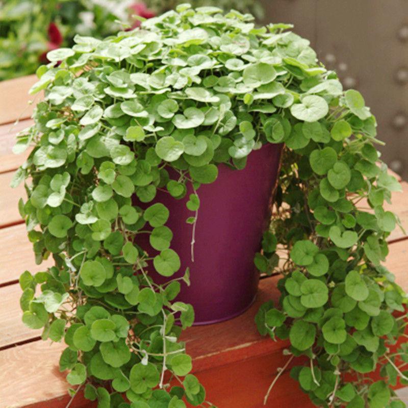 Buy Per Coin Grass Garden Indoor Balcony Potted Flower Seed垂吊马蹄金种子四季植物心形 铜钱草庭院室内阳台盆栽花卉种籽rz8k29nybb4 14 Seetracker Malaysia