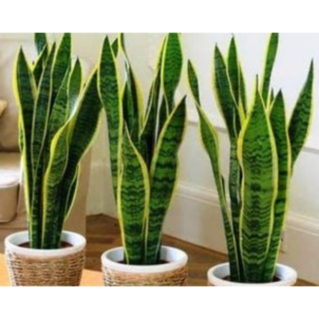 Yellow Sansevieria Plant Lidah Jin Kuning Pokok Lidah Mertua Kaktus Indoor Pokok Jenis Daun Sensevieria Shopee Malaysia