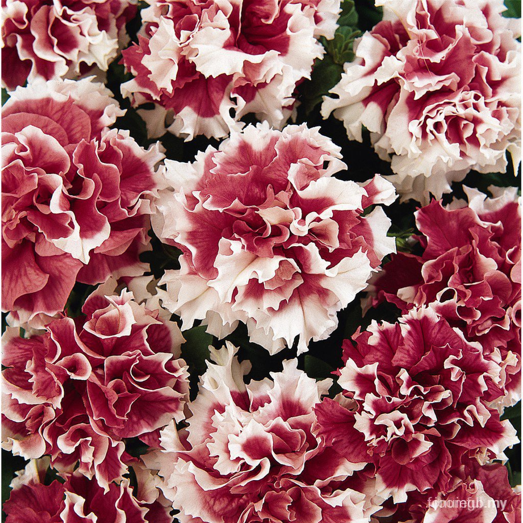 Versatile Premium Petunia Balcony Garden Flowers Pots 10pcs Seeds (Indoor/Outdoor) Code 3iP4



 Multi - Image 3