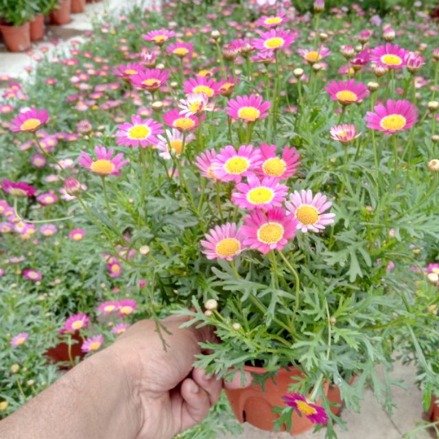 Anak Pokok Bunga  Aster  Merah Live Plants Red Aster  Flower 