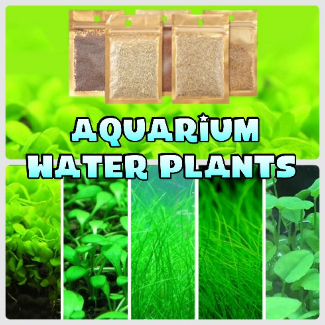 Aquarium Water Plant Seeds Hair grass Leaf Love Plants Benih Tumbuhan  Akuarium Biji Benih Rumput Air co2 baja Fertilizer | Shopee Malaysia
