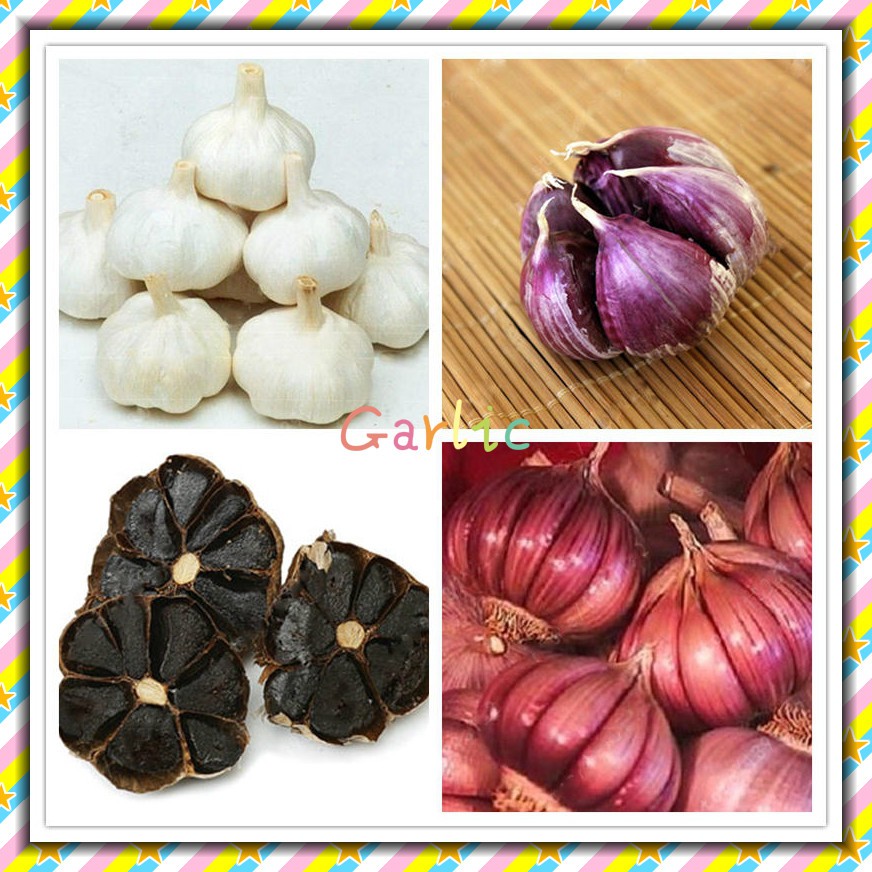 Чеснок сорт шадейка. Чеснок озимый сорт добрыня. Какие сорта чеснока. Сорта чеснока гермидор. Сорт гулливер чеснок.