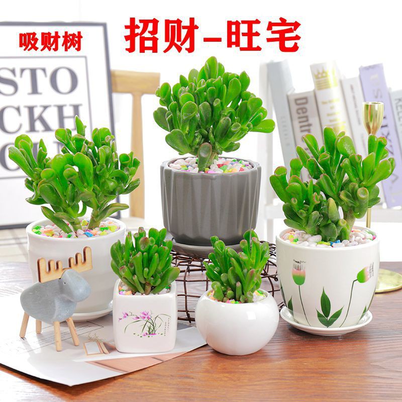 Succulent Plants 居家必备 多肉吸财树盆栽老桩招财旺宅旺风水室内客厅桌面绿植盆景八方来财