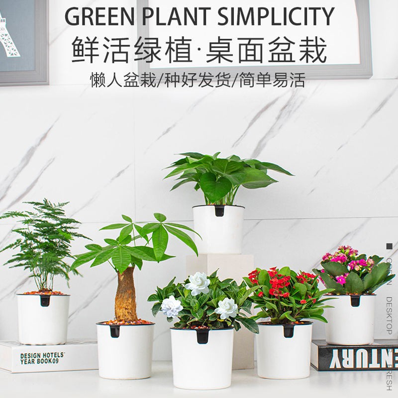 Cactus花卉盆栽室内花好养懒人办公室绿植水培富贵竹发财树绿萝多肉植物