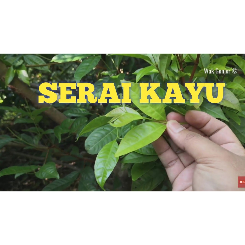 Pucuk Serai Kayu Nasi Kerabu Bay Leaf Anggaran 30 40pcs Shopee Malaysia