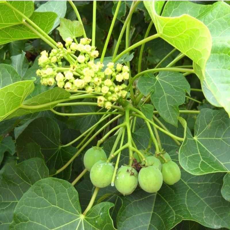 anak pokok jarak keratan batang/mudah hidup/ mudah jaga/ sabah dan sarawak pun boleh.