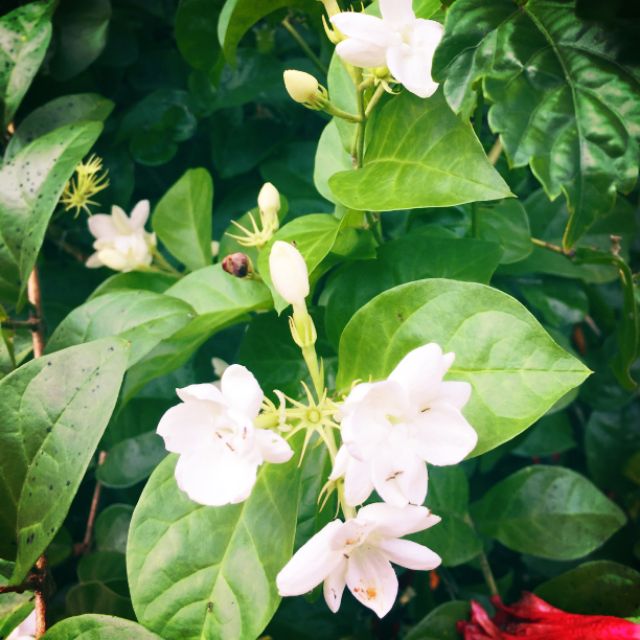 Pokok Bunga  Melur  Jasmine  wangi Shopee Malaysia
