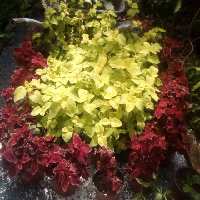 Anak Pokok Ati ari warna merah dalam pasu 13cm Pokok Anak Pokok Ati ari warna merah dalam pasu 13cm Pokok