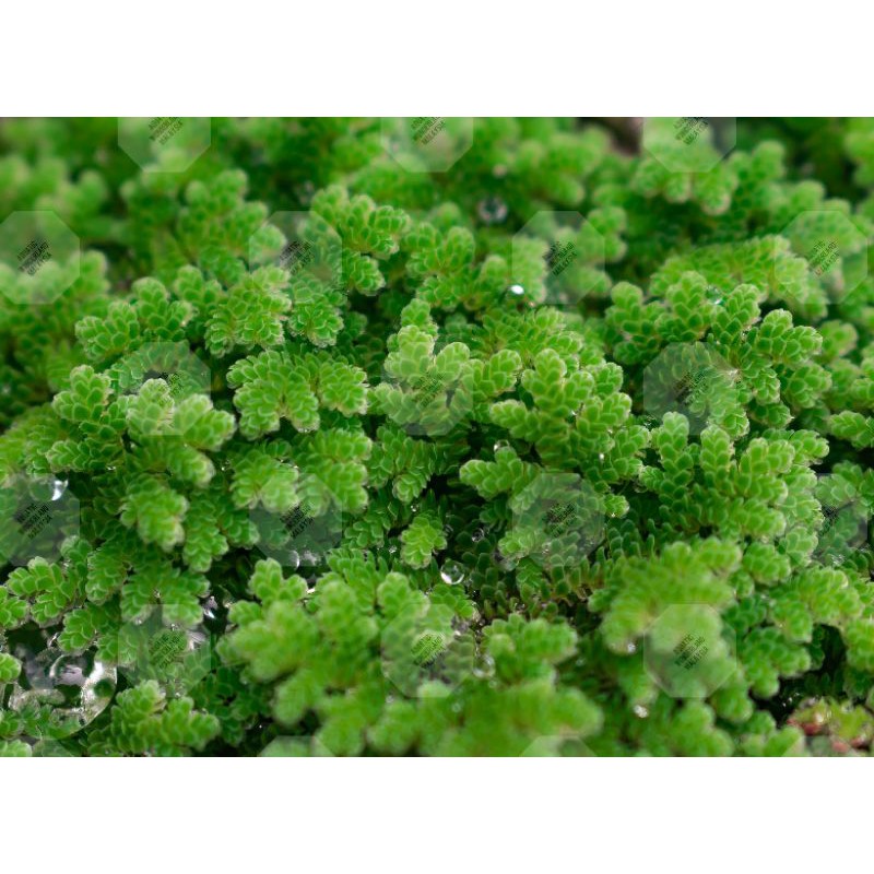 Fairy moss/Mosquito ferns Azola (Azolla microphylla) floating aquatic