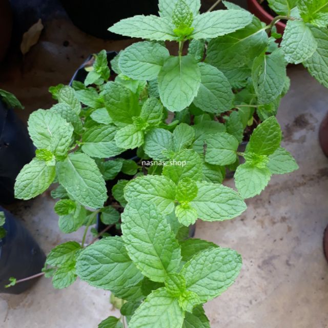 Anak Pokok Pudina Keratan Pudina Mint Shopee Malaysia