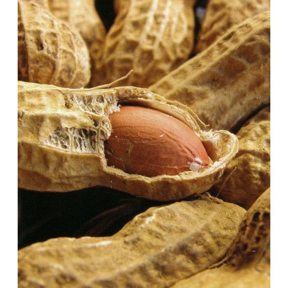 Kacang Menglembu Cap Tangan 60gm Shopee Malaysia