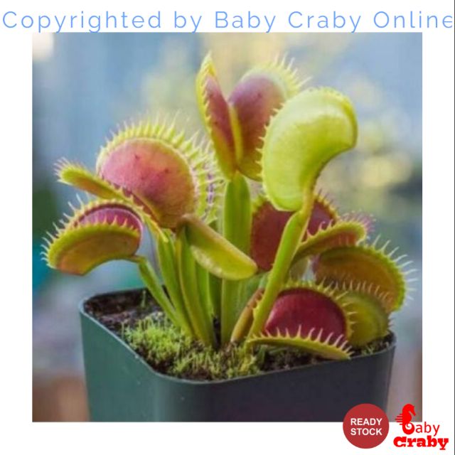 Benih Tumbuhan Periuk Kera Catchfly Potted Plant Seeds Garden Venus Fly Trap Insectivorous Plan 10 Pcs Pack Shopee Malaysia