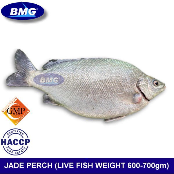 Perch fish in malay