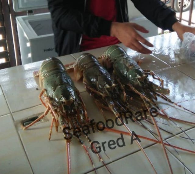 Lobster Laut Gred A 1kg 2kg Up Malaysia