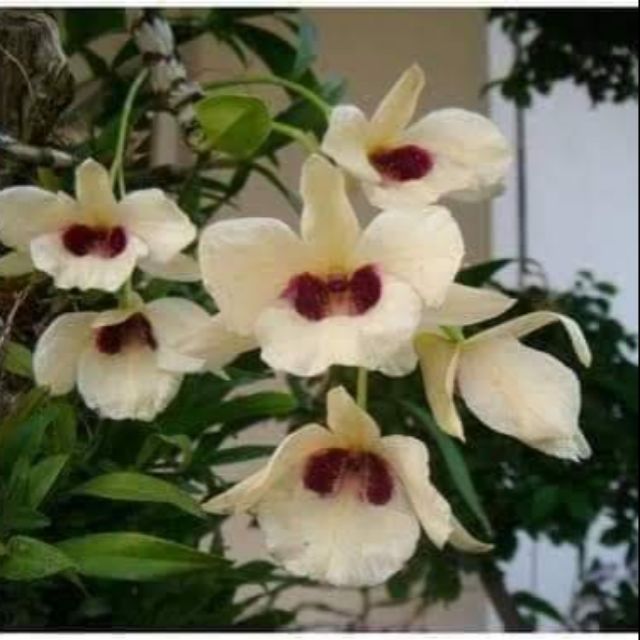 Dendrobium Species Orkid Hutan Dendrobium Hutan Dendrobium Albosanguineum Shopee Malaysia