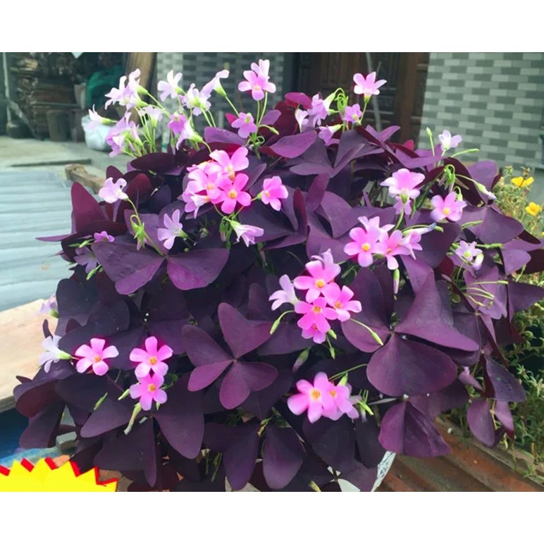 False Shamrock Oxalis Triangularis Purpule Leaves Lucky Fortune Flower Seed 3 Pieces Shopee Malaysia