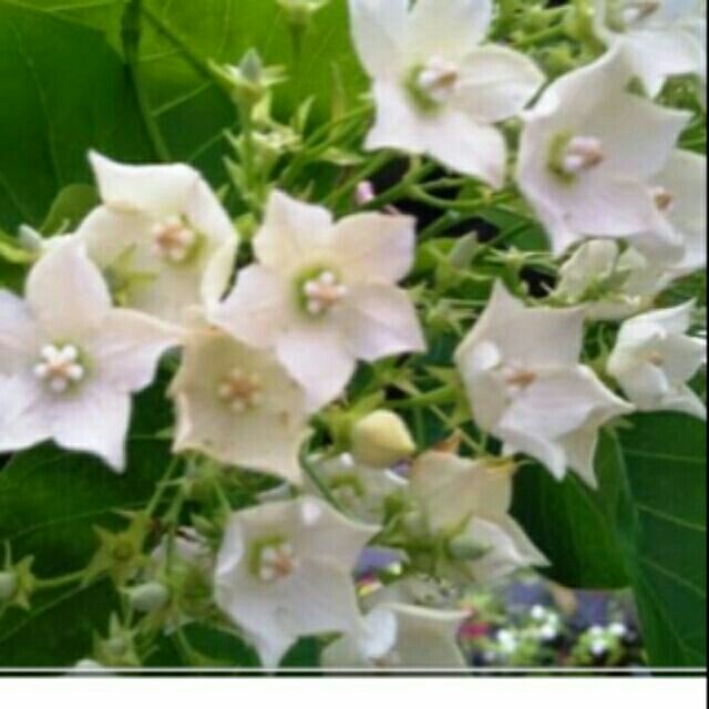 Pokok Bunga Kesidang Keratan Cutting Shopee Malaysia