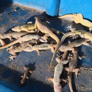 [STOK BARU] Racun Cicak Organik  Shopee Malaysia