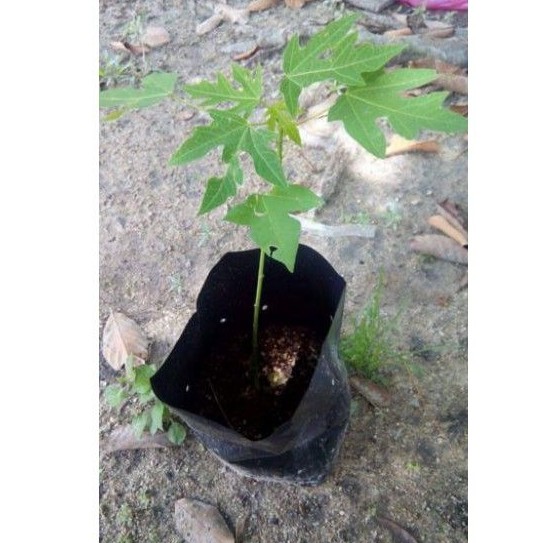Benih Pokok Betik Pokok Betik Polibeg