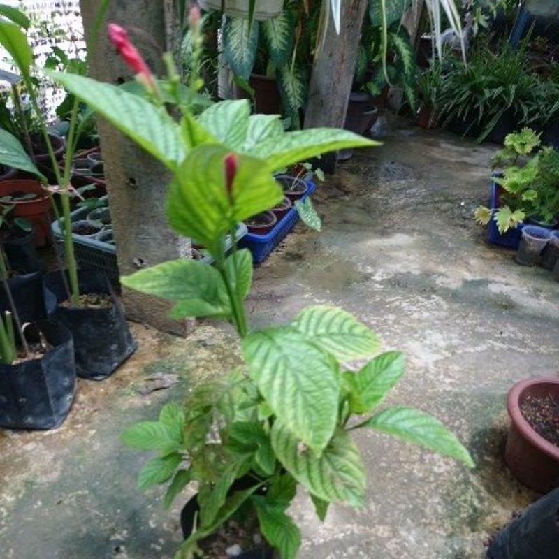 Pokok Bunga Gincu Lipstik Shopee Malaysia