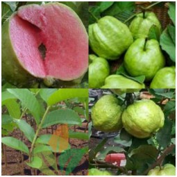 ANAK POKOK JAMBU BATU SEEDLESS HYBRID Buah Buahan Fruits ...