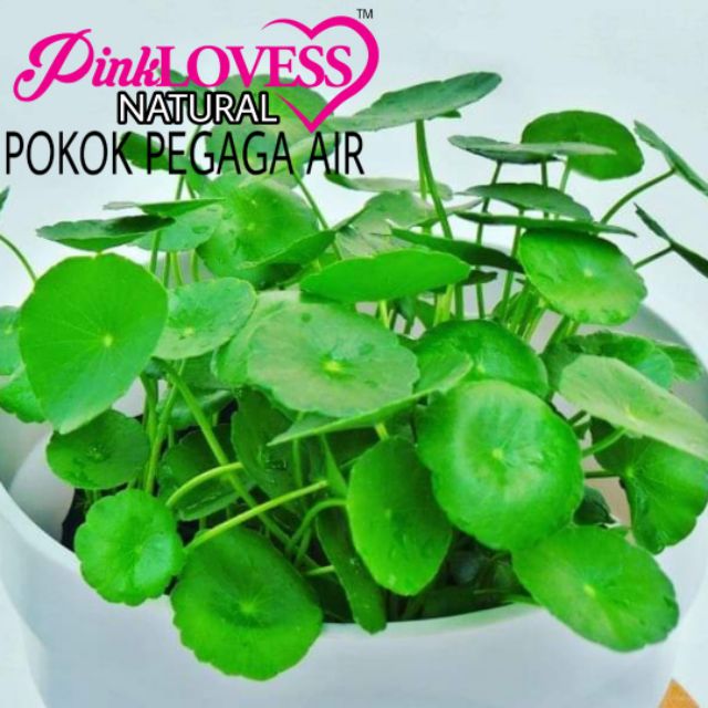 Pokok Pegaga Air Baka Terbaik Utk Hiasan Boleh Dimakan Daun Segar Sedap Di Makan Dalam Masakan Or Ulam Buat Jus Pegaga Shopee Malaysia