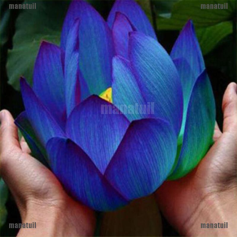 Muti-Color Lotus Seed Hydroponic Aquatic Plants Flower Seeds Pot Water Lily Seeds 10Pcs Color ...