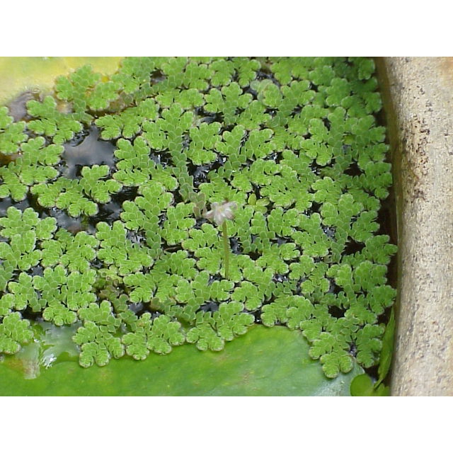 Real Live Plant Azolla Species Kiambang Floating Water Plants 满江红 Plant Shopee Malaysia