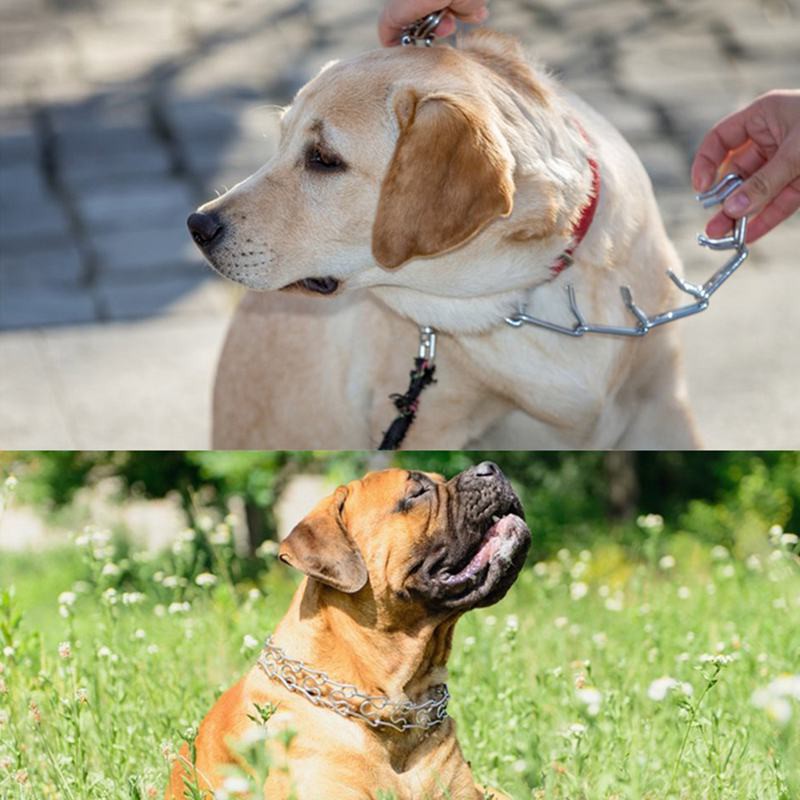 How Should You Place A Prong Collar On A Dog? WAF
