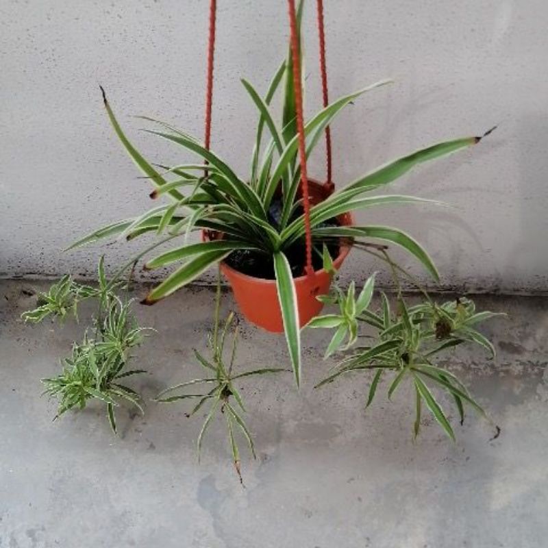 Spider Ivy Plant Ribbon Plant Chlorophytum Comosum 吊兰 Shopee Malaysia