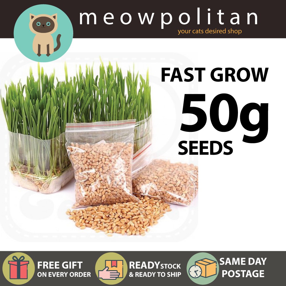 50g Biji Benih Rumput Kucing Cat Grass Seeds Refill Cepat Tumbuh - Fast