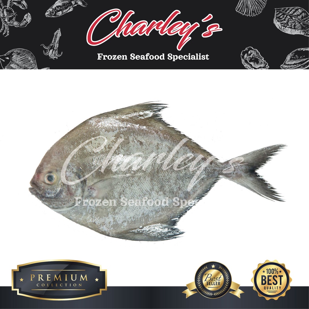 [Charleys] Sabah Black Pomfret 300/500G [FRESH FROZEN]