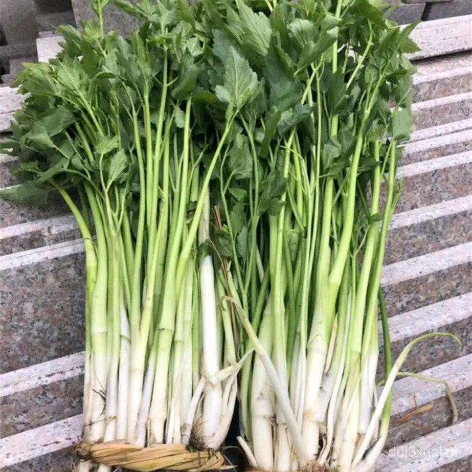 Vegetable Seeds野菜水芹菜种籽山芹种子籽种东北农家小芹蔬菜秋季菜籽菜种孑香 Shopee Malaysia