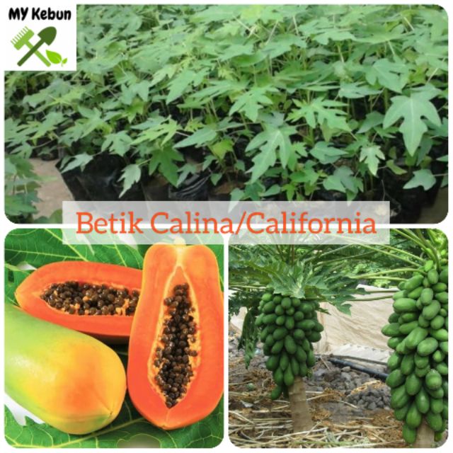 Ready Stock Anak Pokok Betik Calina California Calina California Papaya Seedlings 木瓜 Shopee Malaysia