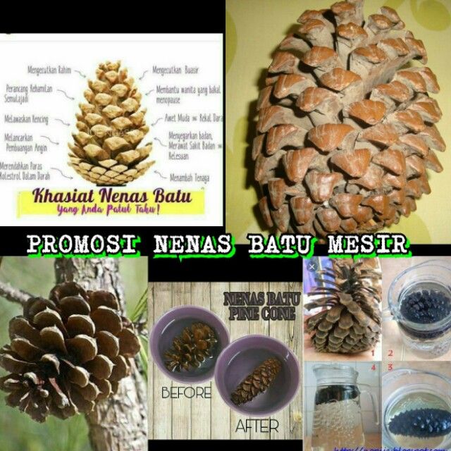 Nenas Batu Mesir Original Gred A Mesir Shopee Malaysia