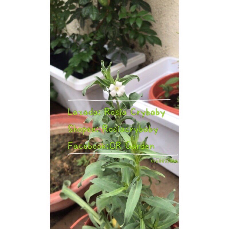 Buy White Baby Breath Seeds 白满天星种子粒 Seetracker Malaysia