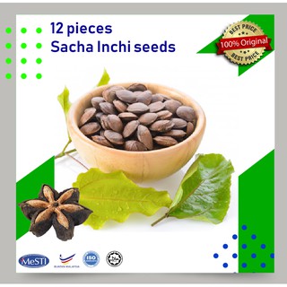 Benih Sacha Inchi Gred AAA Biji Sacha Inchi Seed High Quality High 