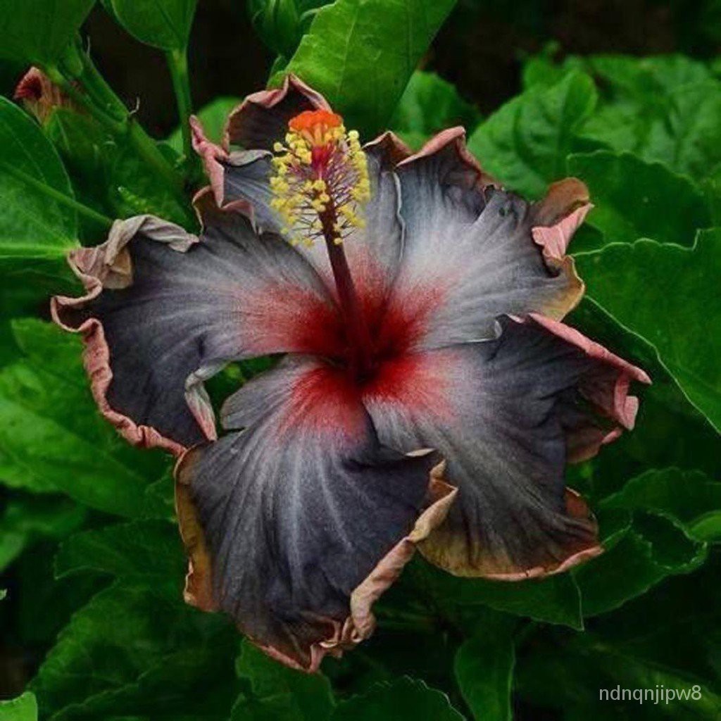 NEW Black Rainbow 100PCS Easy Plant Black Hibiscus Seeds Giant Flower Tropical TnwS