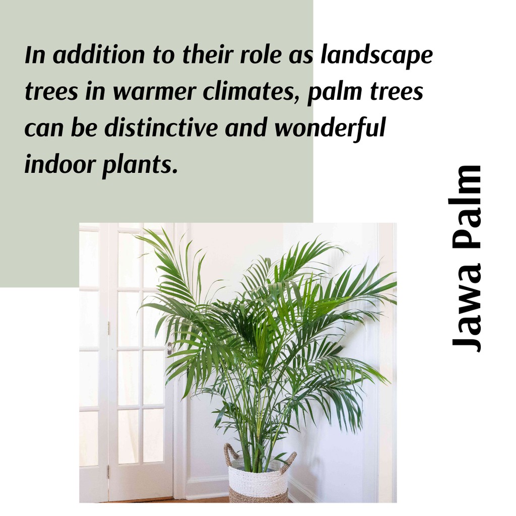 (Real Plant) Jawa Palm {height - 60cm +-} pokok hidup hiasan rumah live ...